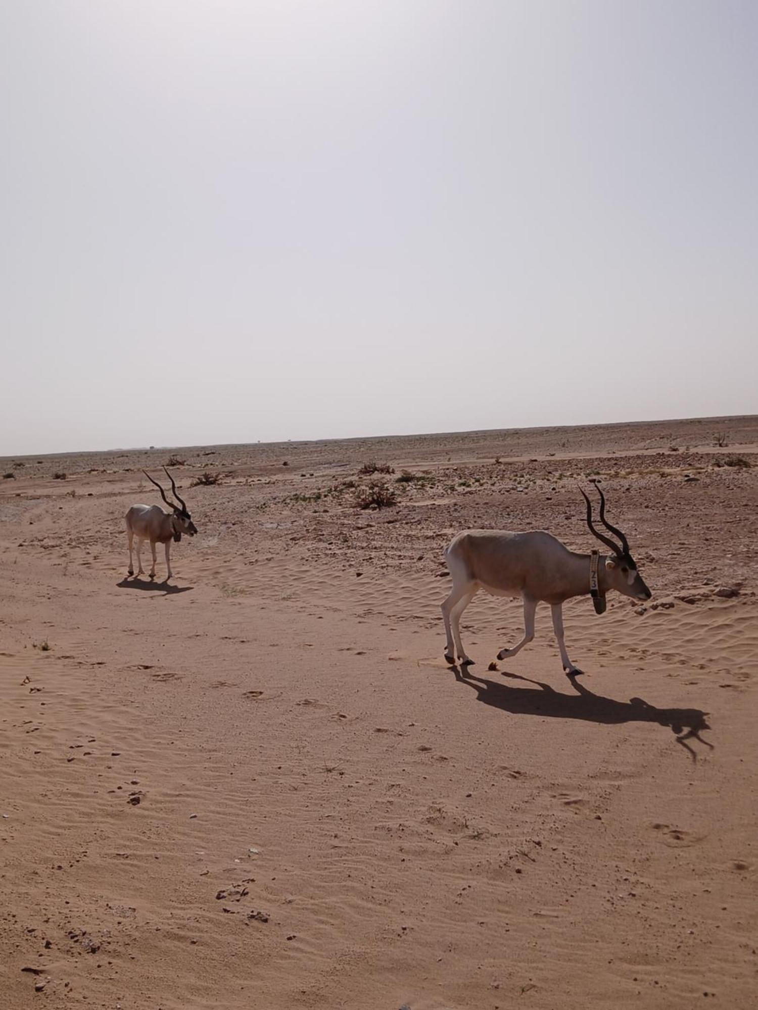 Hotel Camp Atlantic Chegaga M'Hamid El Ghizlane Exterior foto